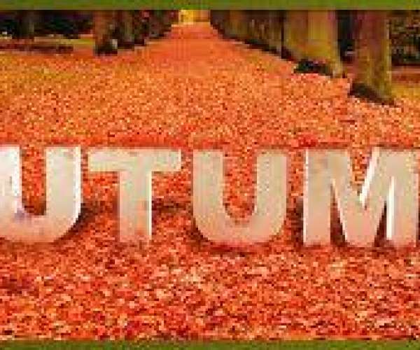 Photo of fallen Autumn leaves and Car Shipping Quotes