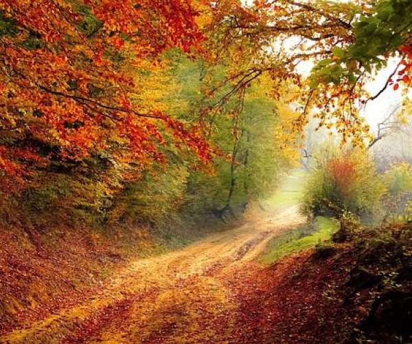 photo of Autumn road for car shipping seasons