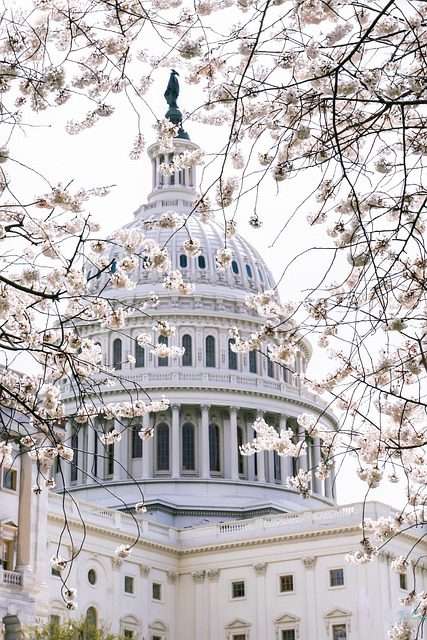 photo of Washington DC cherry blossoms for car shipping