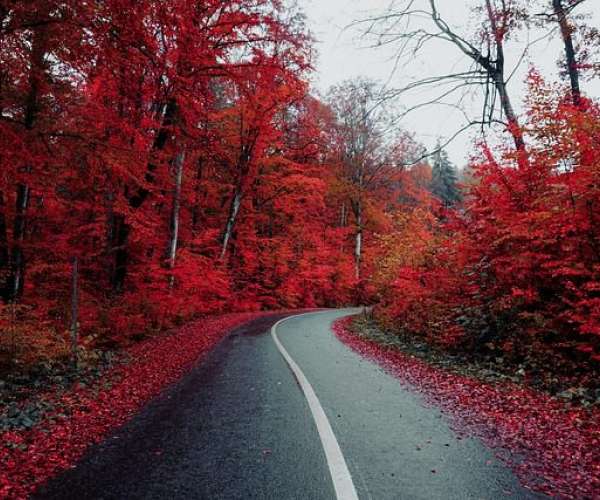 photo of car shipping across country on vibrant red autumn leaf road